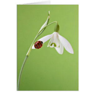 Nyckelpiga på snowdrop hälsningskort