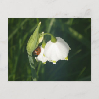 Nyckelpiga på Sommarflinga Blomma DIY Vykort