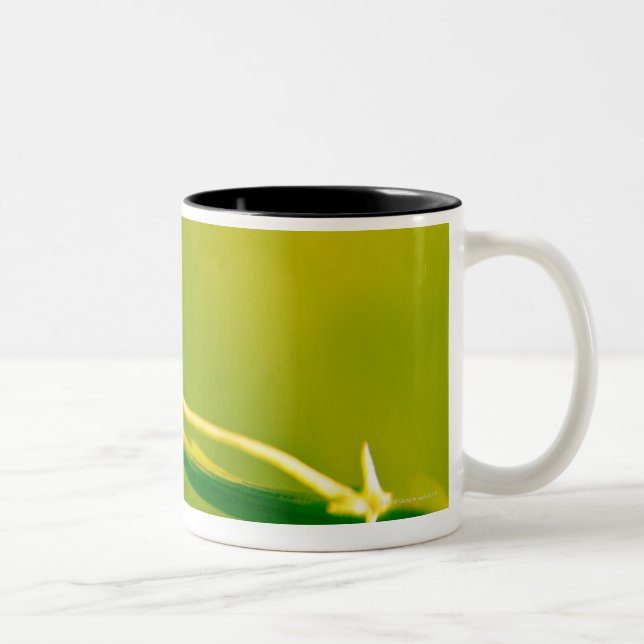 Nyckelpiga på sprig Två-Tonad mugg (Höger)