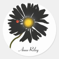 nyckelpiga på svart daisy
