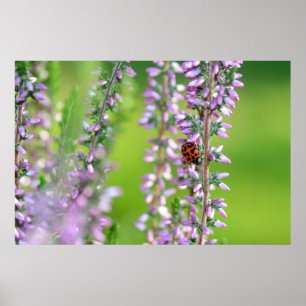 Nyckelpiga på violetta blommor poster