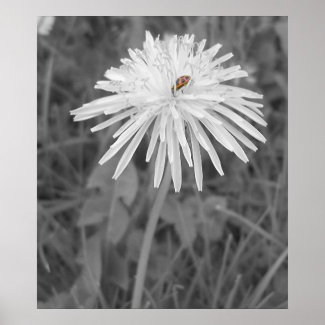 Nyckelpiga Poster (Framsidan)