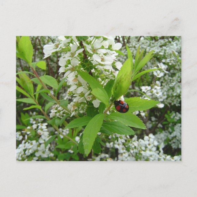 Nyckelpiga Vykort (Framsida)