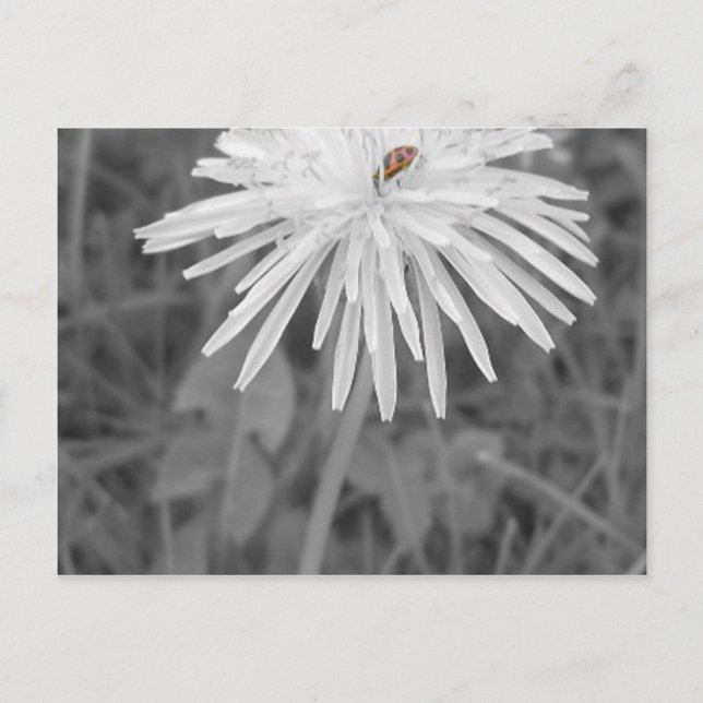 Nyckelpiga Vykort (Framsida)