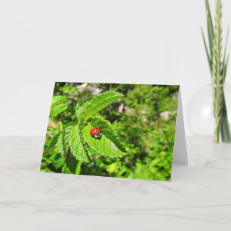 Nyckelpigahälsningkort, tom insida kort