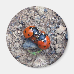 Nyckelpigakyssar Magnet