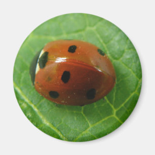 Nyckelpigamagnet Magnet