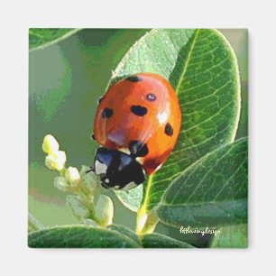 Nyckelpiganyckelpiga Magnet