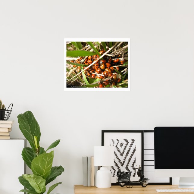 Nyckelpigor (Coccinellidae) Poster (Hemmakontoret)