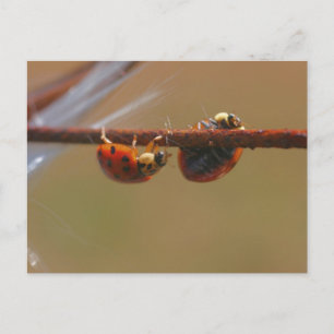 Nyckelpigor i balans Naturfotografering vykort