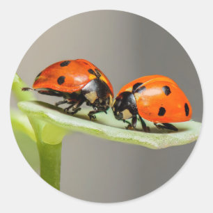 nyckelpigor Round Sticker Runt Klistermärke