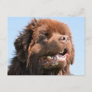 nyfie brun.png vykort