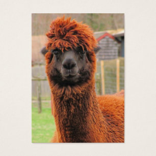 Nyfiken Alpaca~-ATC Visitkort