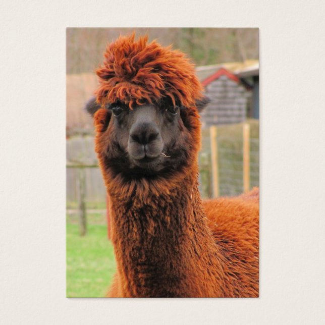 Nyfiken Alpaca ~ ATC Visitkort (Framsidan)