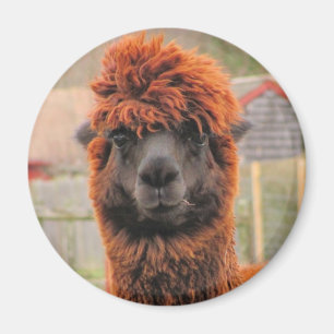 Nyfiken Alpaca~-magnet Magnet