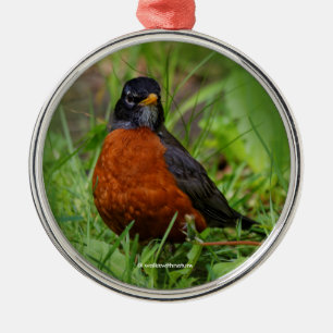 Nyfiken amerikansk Robin i Grass Julgransprydnad Metall