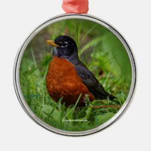 Nyfiken amerikansk Robin i Grass Julgransprydnad Metall