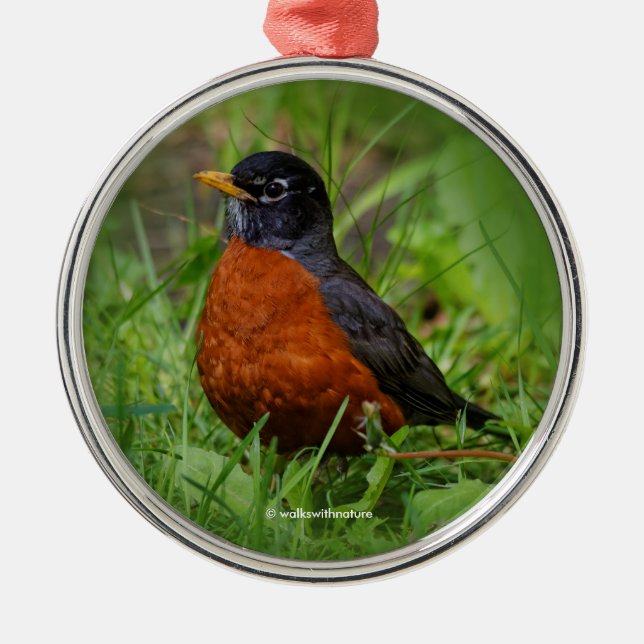 Nyfiken amerikansk Robin i Grass Julgransprydnad Metall (Framsidan)
