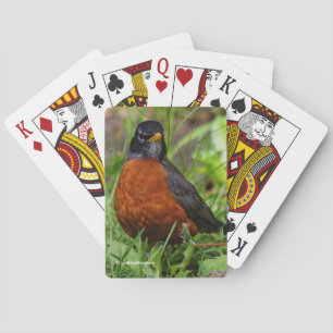 Nyfiken amerikansk Robin i Grönt Grass Casinokort