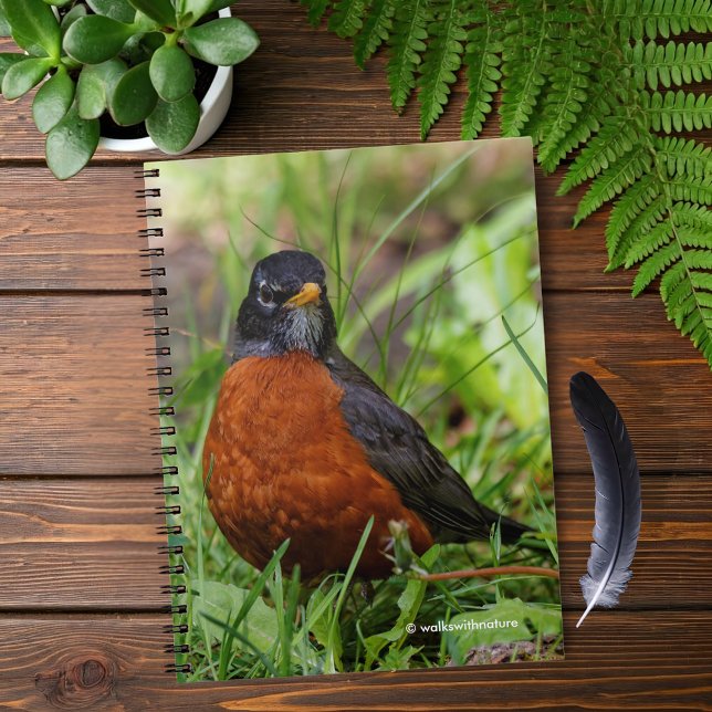 Nyfiken amerikansk Robin Songbird i Grass Anteckningsbok (Curious American Robin in the Grass Journal Cover Photo)