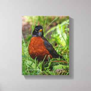 Nyfiken amerikansk Robin Songbird i Grass Canvastryck