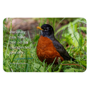 Nyfiken amerikansk Robin Songbird i Grass Magnet
