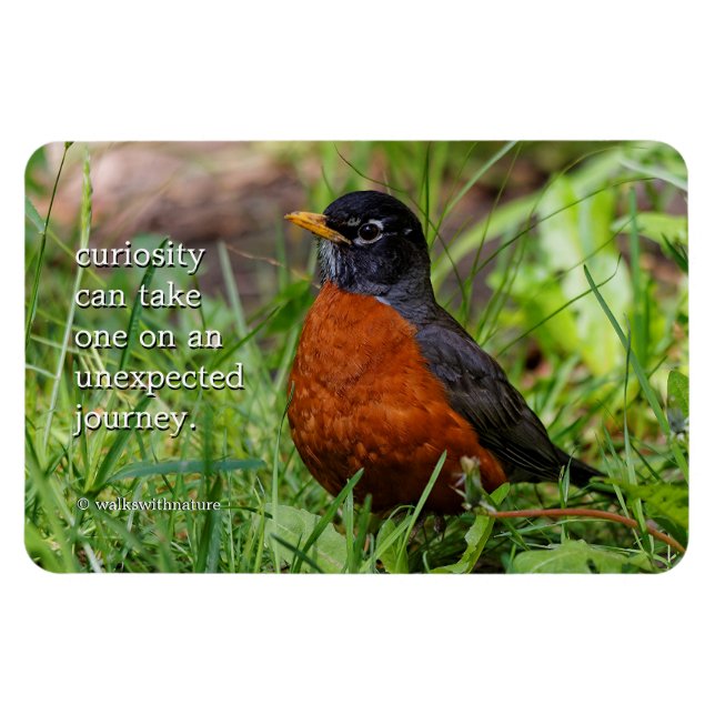 Nyfiken amerikansk Robin Songbird i Grass Magnet (Horisontell)