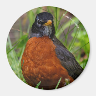 Nyfiken amerikansk Robin Songbird i Grass Magnet