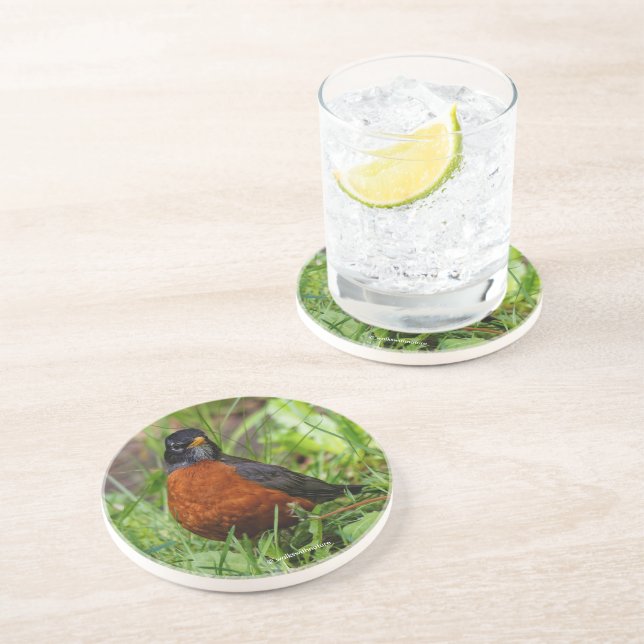 Nyfiken amerikansk Robin Songbird i Grass Underlägg (Sidan)