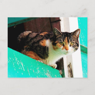 Nyfiken Calico Cat på akvamarine ledge Vykort