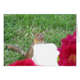 Nyfiken Chipmunk Hälsningskort