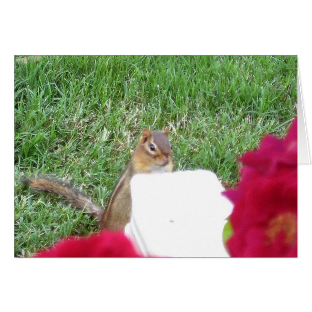Nyfiken Chipmunk Hälsningskort (Framsidan Horizontal)