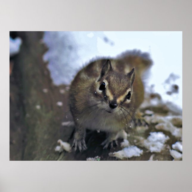 Nyfiken Chipmunk Poster (Framsidan)