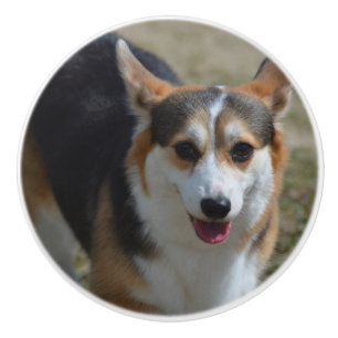 Nyfiken Corgi Knopp