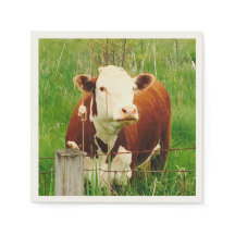 Nyfiken Cow 4Ricky