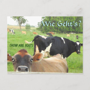 Nyfiken Cow! Pappa holländska! Litiz/Lancaster Vykort