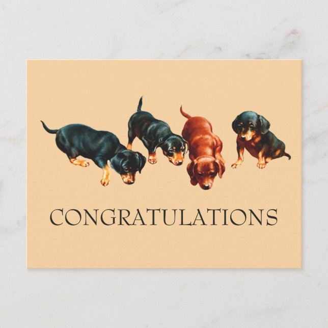 Nyfiken Dachshund Valp Doxie Hundar Grattis Vykort (Framsida)