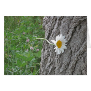 Nyfiken Daisy Hälsningskort