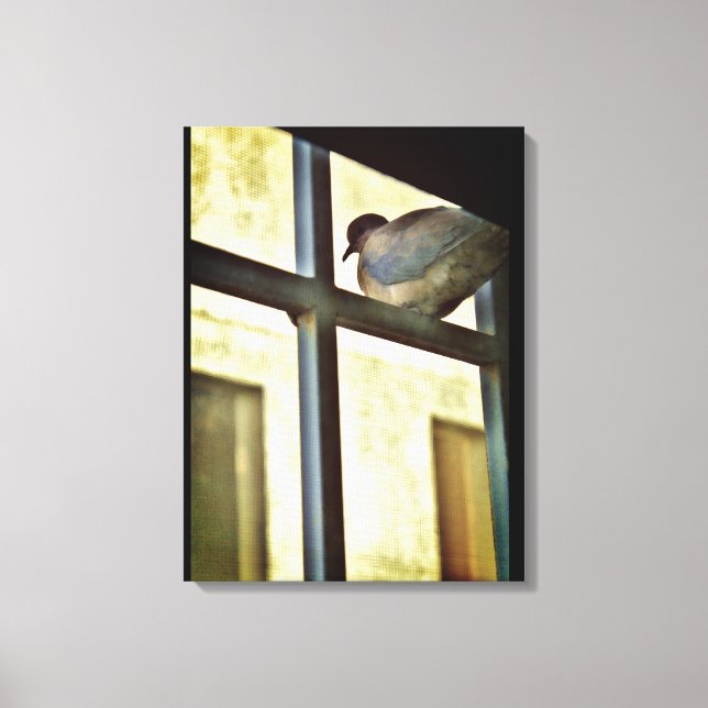 Nyfiken duva canvastryck (Framsida)