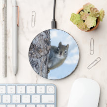 Nyfiken ekorre, kanadensiskt djurfoto