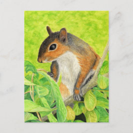 Nyfiken ekorre - Wildlife Art Vykort