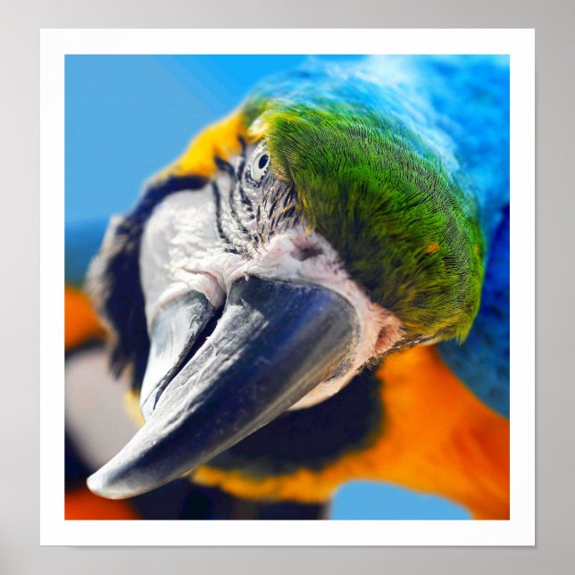 Nyfiken färgfull Macaw Poster (Framsidan)