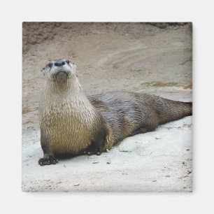 Nyfiken flodutter magnet