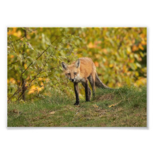 Nyfiken Fox-fotoutskrift Fototryck