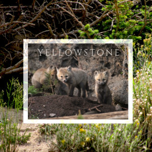 Nyfiken Fox Unge nära Den, Yellowstone NP, Wyoming Vykort