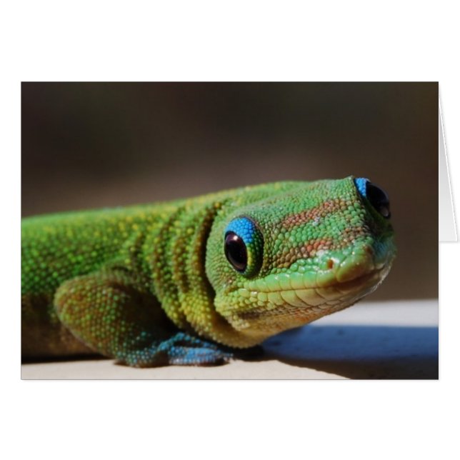 Nyfiken Gecko OBS Kort (Framsidan Horizontal)
