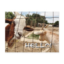 Nyfiken get - vykort