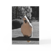 Nyfiken Grå Göktyta Greeting Card