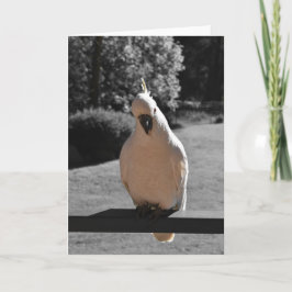Nyfiken Grå Göktyta Greeting Card Kort
