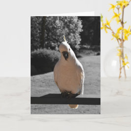 Nyfiken Grå Göktyta Greeting Card Kort